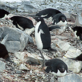 Toergerson Island
