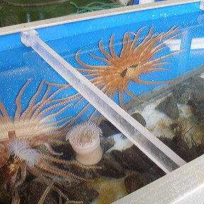 Aquarium at Palmer Station