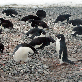 Adelie penguins