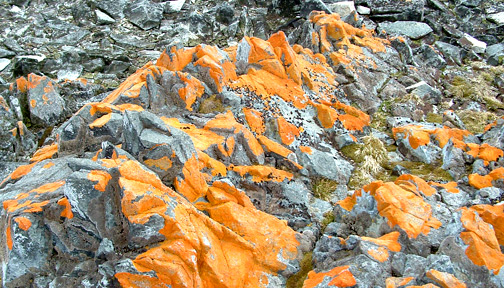 Orange Lichen Torgerson Island