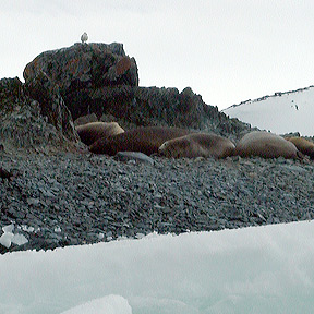 overlooking seals