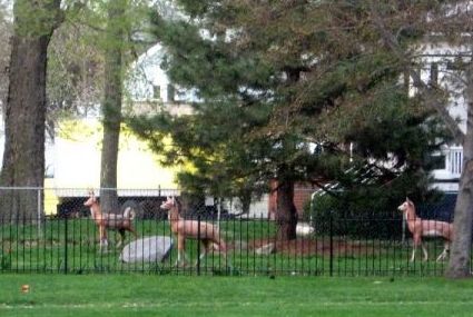 Sally's 'Deer in Peoria'