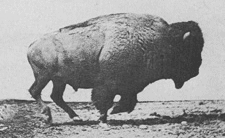 Buffalo galloping by E. Muybridge