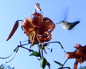 Archilochus colubris visits Lilium michiganense in Wisconsin