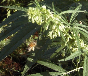 Photo credit:Dave West
Taken at the Hawaii Industrial Hemp Project, Wahiawa, Oahu, Hawaii, 2003
The bees aren't necessary to pollinate hemp, but they appear fond of it.
