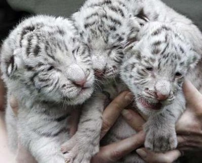 Bengal Tigers Teeth