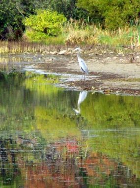 Blue Heron at Raytown Lake near Huntington, PA