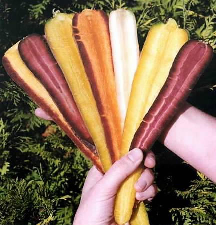 A bunch of rainbow coloured carrots, due to go on sale in the UK in July 2002, is displayed, May 16, 2002.
