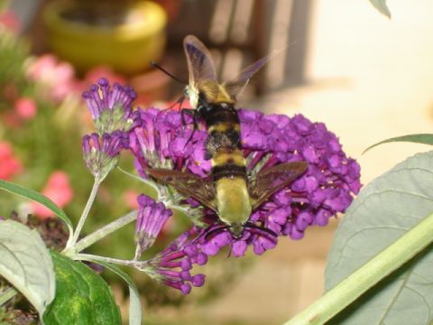 Clearwing Hummingbird Moths - Photo by Marsha Ann Griffith