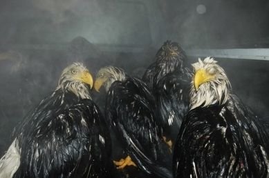 Eagles await transfer to a warm U.S. Fish and Wildlife warehouse after being rescued from the cold on Friday Jan. 11, 2008 in Kodiak, Alaska. They were among 50 eagles which dove into the back of an uncovered dump truck full of fish guts and became too wet to fly away.  Photo by Jay Barrett