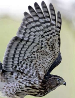 A wild hawk displays wing feather details as it prepares to launch after a
rest while hunting in Wilmington, Delaware, September 13, 2005. Picture
taken September 13.  Photo by Tim Shaffer