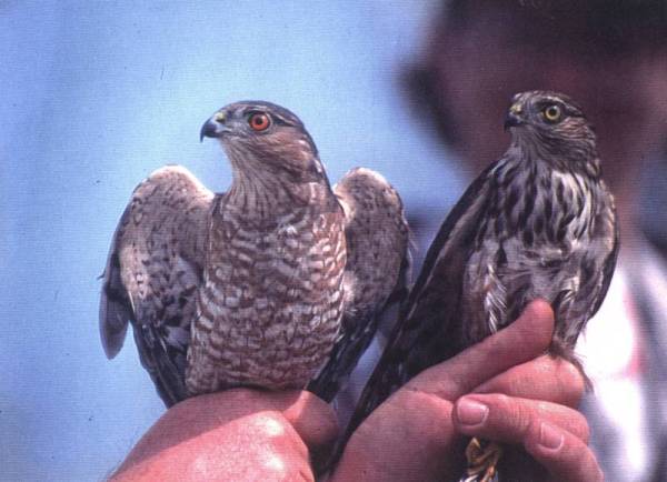 Sharp-Shinned Hawk (L) - Cooper's Hawk (R)