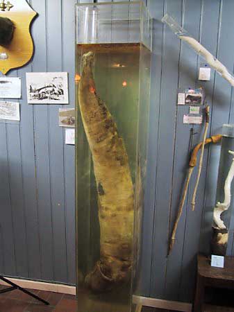 Sigurdur 
Hjartarson erected the Icelandic Phallological Museum in 1997 in Reykjavik after collecting dozens of penises from the various mammals 
of his homeland. A whale penis is seen on display at the museum in this November, 2000 file photo. Photo by Samer Farha
