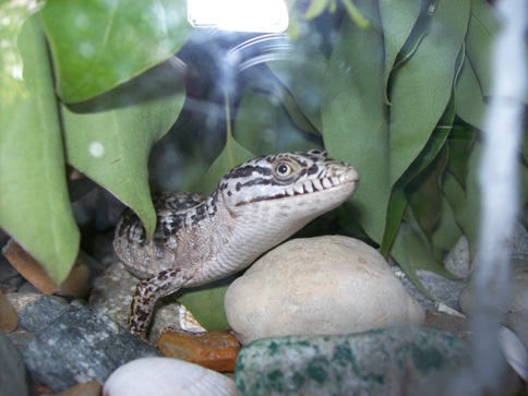 Jo, the lucky alligator lizard