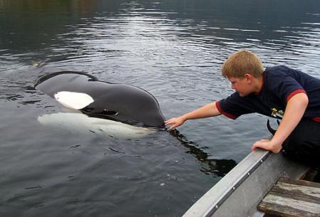Local resident Havard Neshaug pets Keiko, the killer whale, who became famous as the star of ''Free Willy'' movies, in the Skaalvik Fjord, Norway, Sunday. Sept. 1, 2002. Keiko turned up in the fjord six weeks after being returned in mid-July to the wild from his pen in Iceland. Keiko spent most of his life in captivity, so volunteers spent years training him for life in the wild. Photo by Kare Hendset