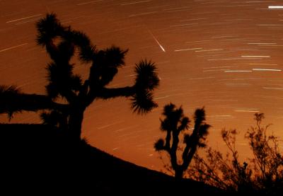 Leonids Over Joshua Tree At Joshua Tree National Park