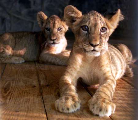 lion cubs pics. Two lion cubs named Hercules