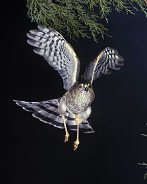 Sharp-Shinned Hawk in flight
