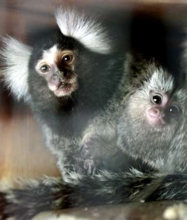 http://www.suprmchaos.com/marmosets_092502.jpg