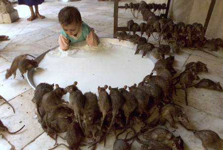 milk-rats_india_062002.jpg
