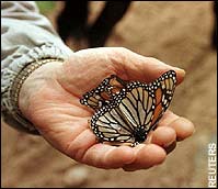 Monarch butterfly