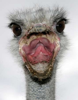 ostrich_030706.jpg