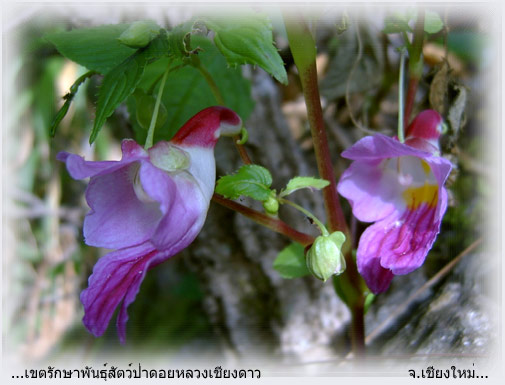 Parrot Flowers