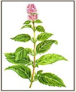 Peppermint Plant