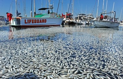 Dead fish float in the King Harbor area of Redondo Beach, south of Los Angeles, Tuesday, March 8, 2011. An estimated million fish turned up dead on Tuesday, puzzling authorities and triggering a cleanup effort.<br>Photo by Brad Graverson