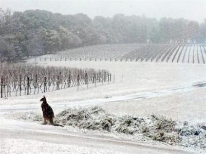This July 16, 2015, photo provided by Bill Shrapnel and photographed through a window shows a Kangaroo on the Colmar Estate vineyard in Orange, New South Wales, Australia. The winter storm caused traffic accidents, school closures and power outages around the state on Australia's southeastern coast. Photo by Bill Shrapnel