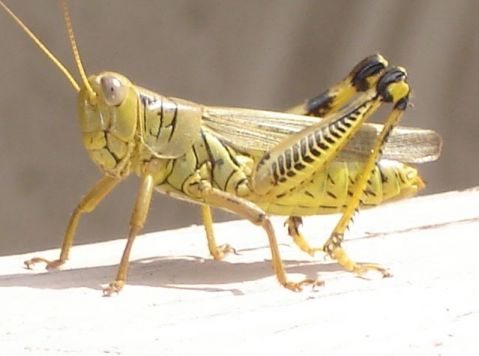 Spur-Throated Differential Grasshopper by Marsha Ann Griffith
