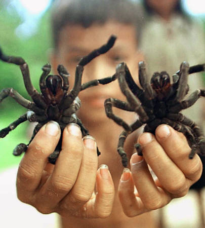 Tarantulas In Cambodia