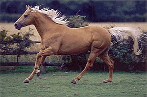 Quarter Horse