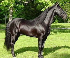 Tennessee Walker