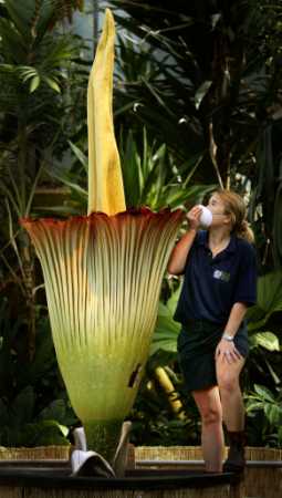 The pungent smelling Amorphophallus titanum, also known as the Titan arum, the world's largest flower, at Kew Gardens, London, May 2, 2002. The phallic flower is a native of the rainforests of Sumatra and only a few specimens have been cultivated. Photo by Dan Chung