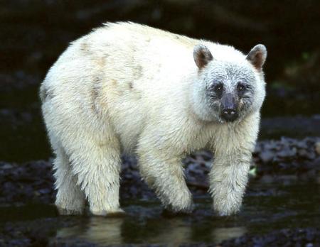 A rare white-phase black bear walks through a stream in Juneau, Alaska, Thursday, Aug. 15, 2002. The white bear may be a glacier bear, a rare subspecies of the black bear which occurs when the parent bears each have a recessive gene. When hunting season opens Sept. 1, one special bear will be off limits: a rare white-colored black bear that a photographer spotted near Juneau and turned into a local celebrity. Photo by Pat Costello for Juneauphotos.com
